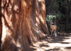 Mule Deer neben einem Sequoia.jpg